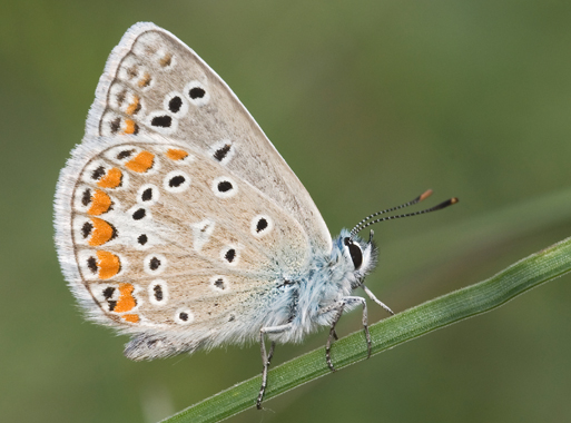 Polyommatus thersites